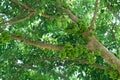 Fruiting fig tree in nature, Cluster fig tree, thailand fig tree or fig,figs fruit tree Royalty Free Stock Photo