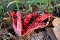 fruiting of the fungus Clathrus archeri known as devil's fingers, squid mushroom or red star.