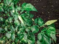 Fruiting green chilli plants