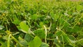 Green pods of lobia Chawla crop, close up image