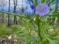 A fruiting kangaroo apple bush after a fire Royalty Free Stock Photo