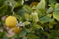 A fruiting lemon tree with blossom flowers