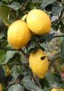 fruiting lemon tree