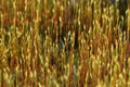 Fruiting moss. Closeup of a single structural elements moss. Macro photo.