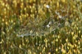 Fruiting moss. Closeup of a single structural elements moss. Macro photo