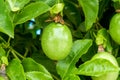 A fruiting passion fruit tree and fruit close-up Royalty Free Stock Photo