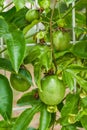 A fruiting passion fruit tree and fruit close-up Royalty Free Stock Photo
