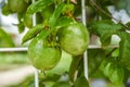 A fruiting passion fruit tree and fruit close-up Royalty Free Stock Photo