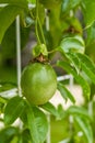 A fruiting passion fruit tree and fruit close-up Royalty Free Stock Photo