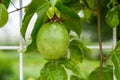 A fruiting passion fruit tree and fruit close-up Royalty Free Stock Photo
