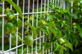 A fruiting passion fruit tree and fruit close-up Royalty Free Stock Photo