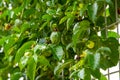 A fruiting passion fruit tree and fruit close-up Royalty Free Stock Photo