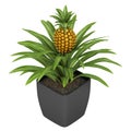 Fruiting pineapple plant Royalty Free Stock Photo