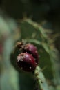 Prickly pear cactus fruit blooms