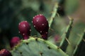 Prickly pear cactus fruit blooms