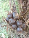 fruiting salak tree Royalty Free Stock Photo