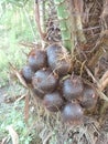 fruiting salak tree