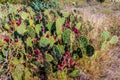 Fruiting Texas Prickly Pear Cactus in the Texas Prairie Royalty Free Stock Photo