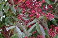 Fruiting trees of Chinese pistachio, Pistacia chinensis