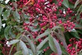 Fruiting trees of Chinese pistachio, Pistacia chinensis