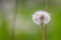 Fruiting white fluffy dandelion plant Taraxum officinale from sunflower family Asteraceae or Compositae on a greenish-brown