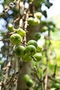 Fruiting young green wild figs in the forest.