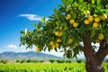 a fruitless citrus tree in an orchard Royalty Free Stock Photo