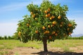 a fruitless citrus tree in an orchard Royalty Free Stock Photo