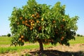 a fruitless citrus tree in an orchard Royalty Free Stock Photo