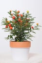 Fruitplant in white pot Royalty Free Stock Photo