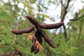 Fruits of acacia pods are brown on a tree