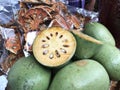 Fruits of Aegle marmelos or Bael or Indian bael or Bengal quince or Golden apple or Japanese bitter orange or Wood