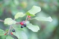 Fruits of an alder buckthorn, Frangula alnus