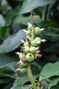 The fruits of Alpinia hainanensis