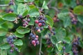 Fruits of the Amelanchier