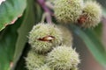 Fruits of an American chinquapin Castanea pumila. Royalty Free Stock Photo