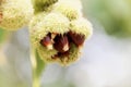 Fruits of an American chinquapin Castanea pumila. Royalty Free Stock Photo