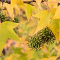 Fruits of american sweetgum