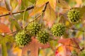 Fruits of american sweetgum