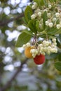 Fruits of Arbutus unedo yellow and red in autumn. The arbutus is a species of shrub belonging to the genus Arbutus in the family