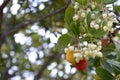 Fruits of Arbutus unedo yellow and red in autumn. The arbutus is a species of shrub belonging to the genus Arbutus in the family