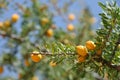 Fruits of Argan tree Royalty Free Stock Photo