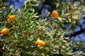 Fruits of Argan tree