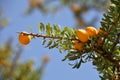 Fruits of Argan tree