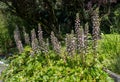 Fruits of artistÃ¢â¬Ës acanthus (Acanthus Mollis). Botanical garden kit Karlsruhe, Baden Wuerttemberg, Germany, Europe Royalty Free Stock Photo