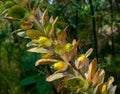 Fruits of artistÃ¢â¬Ës acanthus Acanthus Mollis. Botanical garden kit Karlsruhe, Baden Wuerttemberg, Germany, Europe Royalty Free Stock Photo