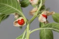 Macro photo of fruits on a Ashwagandha plant, Withania somnifera