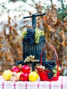 The fruits of the autumn Royalty Free Stock Photo