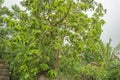 Fruits On Avocado Tree Royalty Free Stock Photo