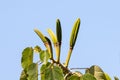 Fruits of a balsa tree, Ochroma pyramidale